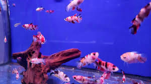 buy live fish online Australia